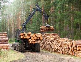 Que dit la loi sur les services d'exploitation forestière et les ventes de bois ?
