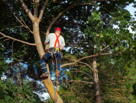 élaguer un arbre