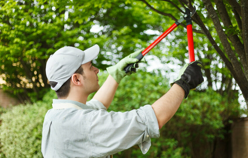 Élagage des arbres : comparaison des réglementations entre la Belgique et la France