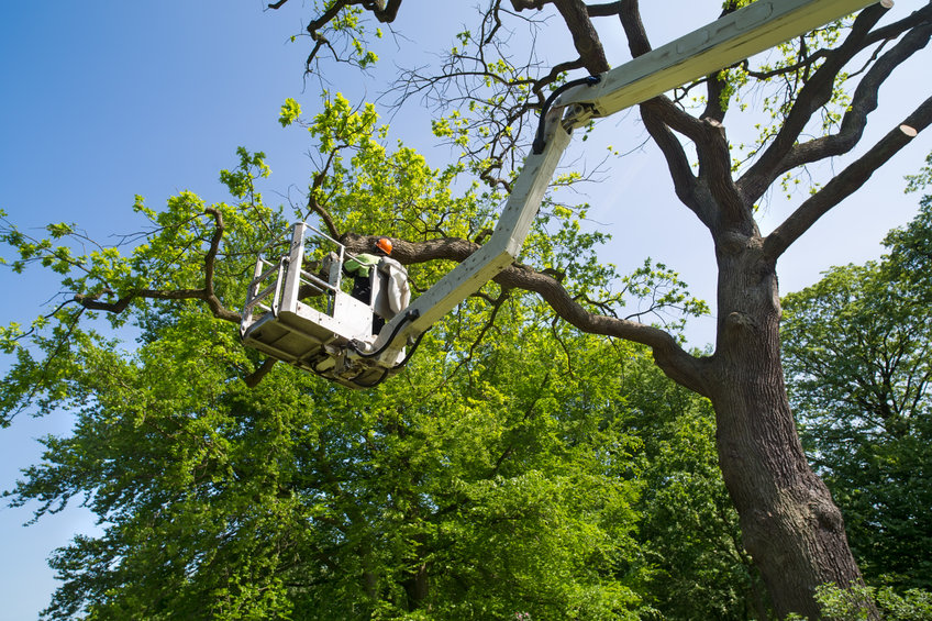 L’élagage : une nécessité pour des arbres en bonne santé
